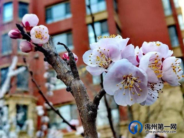 禹州万丰铂金翰宫：春光明媚暖心扉，花开竞艳香满院！