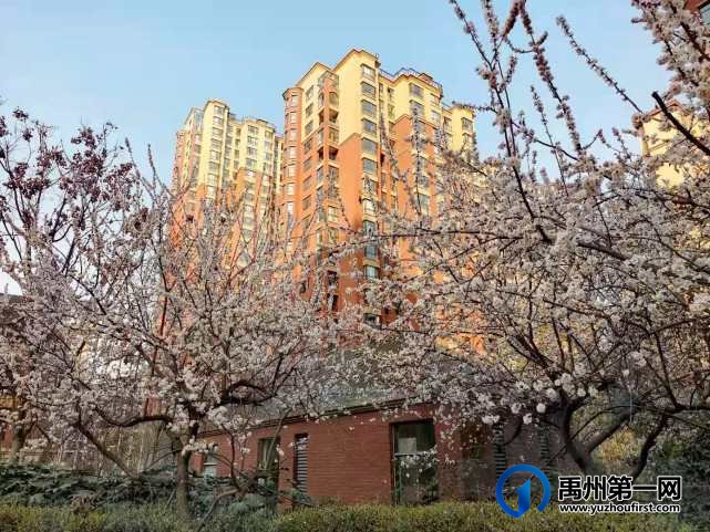 禹州万丰铂金翰宫：春光明媚暖心扉，花开竞艳香满院！