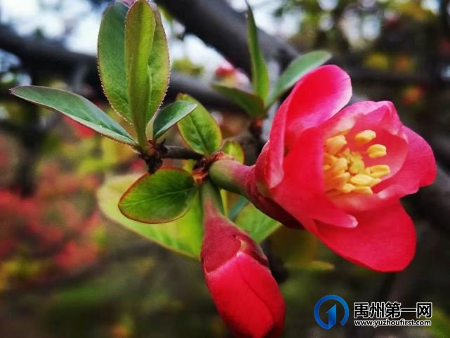 禹州夏禹公园：快来一饱眼福吧，海棠花竞相绽放啦！