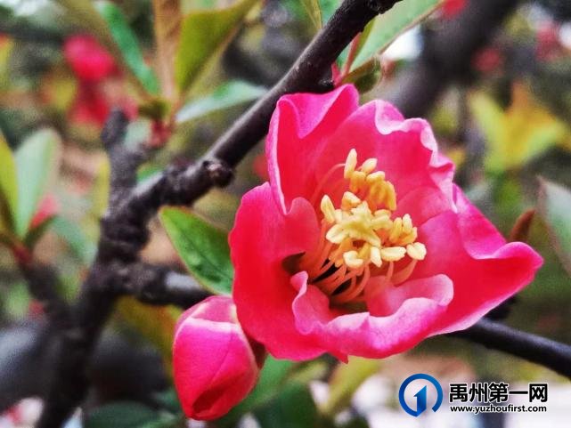 禹州夏禹公园：快来一饱眼福吧，海棠花竞相绽放啦！