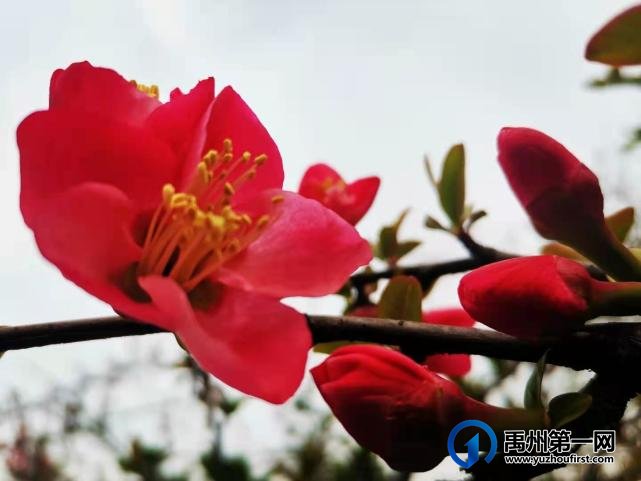 禹州夏禹公园：快来一饱眼福吧，海棠花竞相绽放啦！