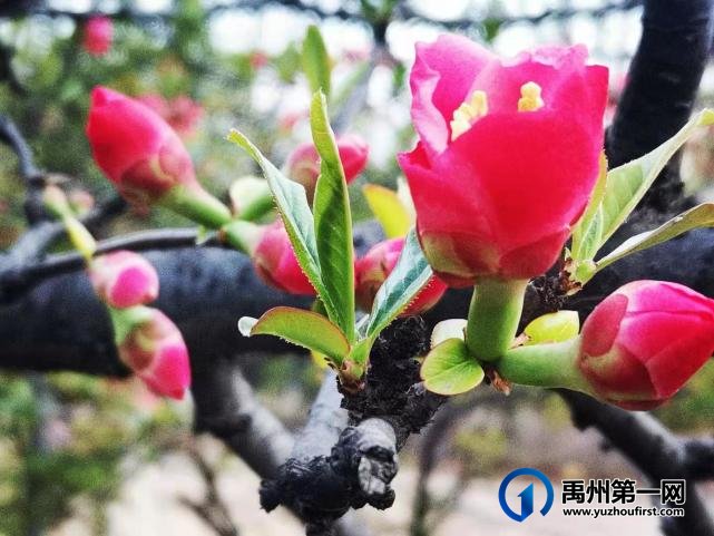 禹州夏禹公园：快来一饱眼福吧，海棠花竞相绽放啦！
