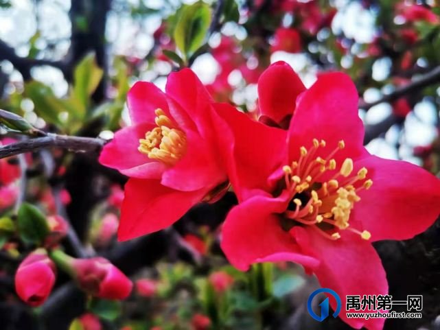 禹州夏禹公园：快来一饱眼福吧，海棠花竞相绽放啦！