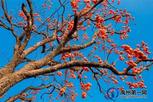 禹州市大数据平台成为拉动乡村振兴新引擎 禹州市大数据平台成为拉动乡村振兴新引擎
