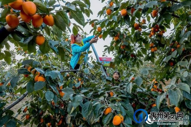 禹州市大数据平台成为拉动乡村振兴新引擎 禹州市大数据平台成为拉动乡村振兴新引擎
