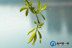 又是一年赏花季，可千万别被禹州颍河景观带的花儿给“骗”了