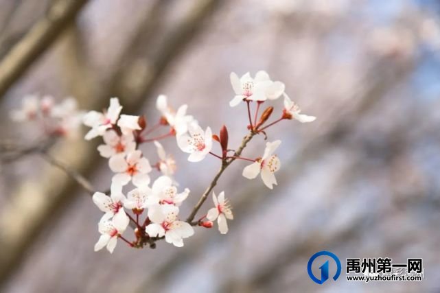 又是一年赏花季,可千万别被禹州颍河景观带的花儿给“骗”了 又是一年赏花季,可千万别被禹州颍河景观带的花儿给“骗”了