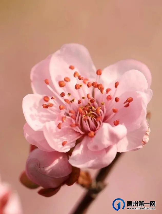 又是一年赏花季,可千万别被禹州颍河景观带的花儿给“骗”了 又是一年赏花季,可千万别被禹州颍河景观带的花儿给“骗”了
