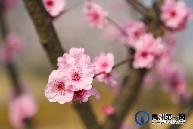 又是一年赏花季,可千万别被禹州颍河景观带的花儿给“骗”了 又是一年赏花季,可千万别被禹州颍河景观带的花儿给“骗”了