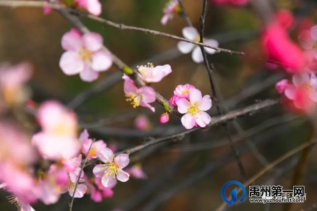 又是一年赏花季,可千万别被禹州颍河景观带的花儿给“骗”了 又是一年赏花季,可千万别被禹州颍河景观带的花儿给“骗”了