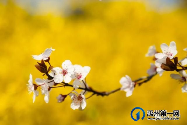 又是一年赏花季,可千万别被禹州颍河景观带的花儿给“骗”了 又是一年赏花季,可千万别被禹州颍河景观带的花儿给“骗”了