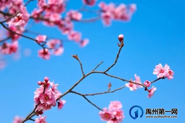 又是一年赏花季,可千万别被禹州颍河景观带的花儿给“骗”了 又是一年赏花季,可千万别被禹州颍河景观带的花儿给“骗”了