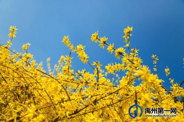 又是一年赏花季,可千万别被禹州颍河景观带的花儿给“骗”了 又是一年赏花季,可千万别被禹州颍河景观带的花儿给“骗”了