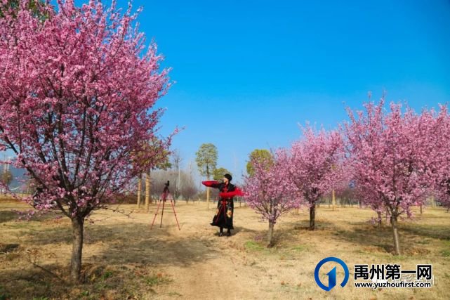 又是一年赏花季,可千万别被禹州颍河景观带的花儿给“骗”了 又是一年赏花季,可千万别被禹州颍河景观带的花儿给“骗”了