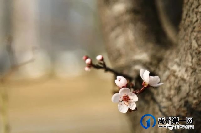 又是一年赏花季,可千万别被禹州颍河景观带的花儿给“骗”了 又是一年赏花季,可千万别被禹州颍河景观带的花儿给“骗”了