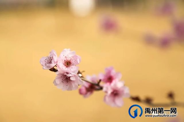 又是一年赏花季,可千万别被禹州颍河景观带的花儿给“骗”了 又是一年赏花季,可千万别被禹州颍河景观带的花儿给“骗”了
