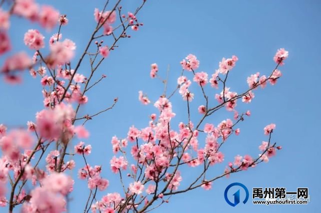 又是一年赏花季,可千万别被禹州颍河景观带的花儿给“骗”了 又是一年赏花季,可千万别被禹州颍河景观带的花儿给“骗”了
