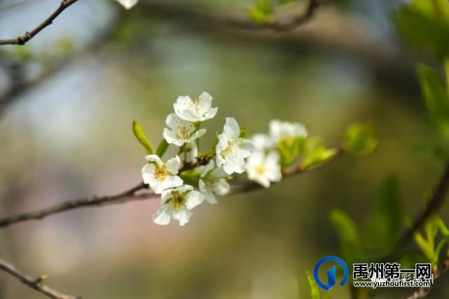 又是一年赏花季,可千万别被禹州颍河景观带的花儿给“骗”了 又是一年赏花季,可千万别被禹州颍河景观带的花儿给“骗”了