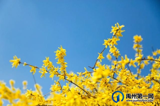 又是一年赏花季,可千万别被禹州颍河景观带的花儿给“骗”了 又是一年赏花季,可千万别被禹州颍河景观带的花儿给“骗”了