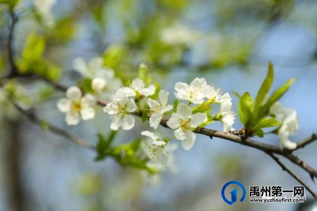 又是一年赏花季,可千万别被禹州颍河景观带的花儿给“骗”了 又是一年赏花季,可千万别被禹州颍河景观带的花儿给“骗”了