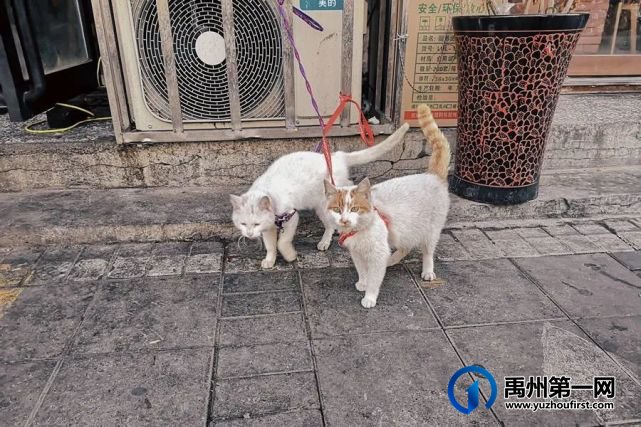 禹州特色商业街逛吃挑战!教你如何用100元吃喝玩乐一整天 禹州特色商业街逛吃挑战!教你如何用100元吃喝玩乐一整天