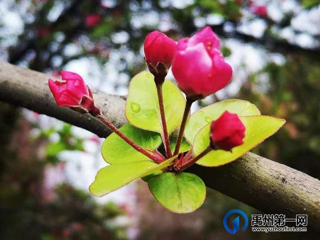 禹州夏禹公园繁花似锦！
