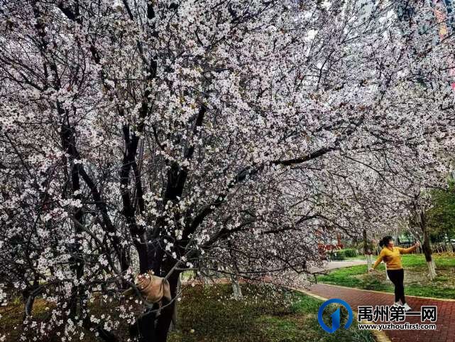 禹州夏禹公园繁花似锦！