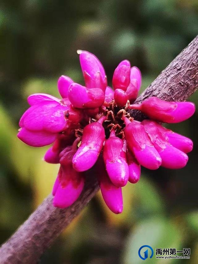 禹州夏禹公园繁花似锦！