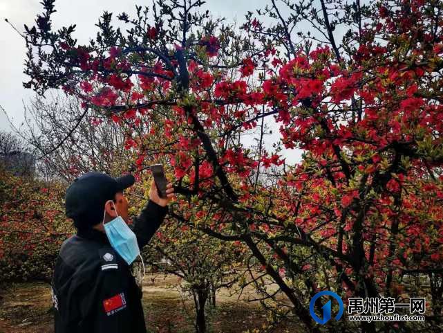 禹州夏禹公园繁花似锦！