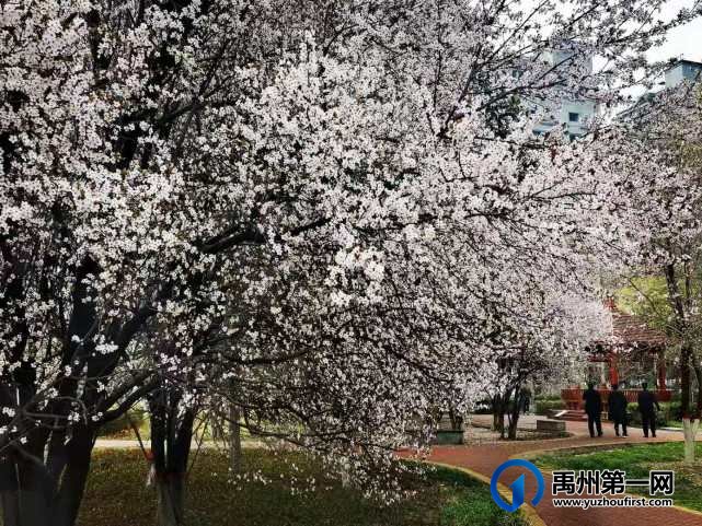 禹州夏禹公园繁花似锦！