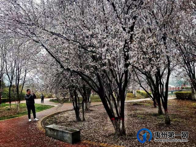 禹州夏禹公园繁花似锦！