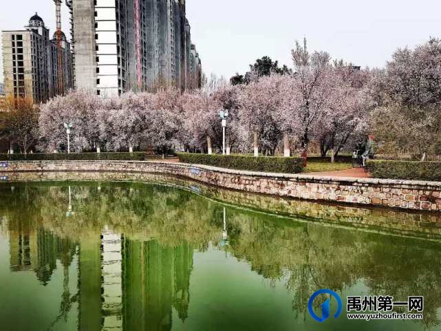 禹州夏禹公园繁花似锦！