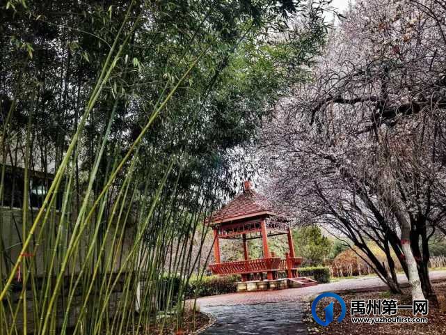 禹州夏禹公园繁花似锦！