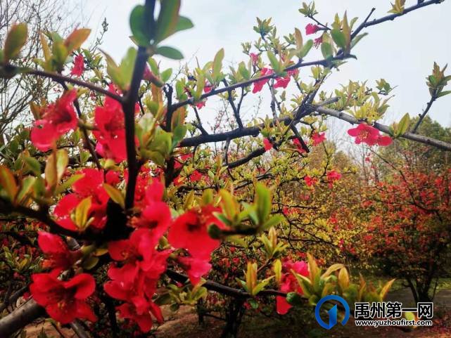 禹州夏禹公园繁花似锦！