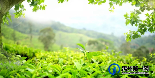 禹州锦绣华城 | 绿植微景萌芳菲,彩绘风筝趁春光 ! 禹州锦绣华城 | 绿植微景萌芳菲,彩绘风筝趁春光 !