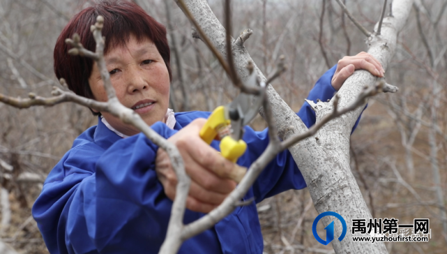禹州文殊镇陈南村:脱贫村里的新产业 禹州文殊镇陈南村:脱贫村里的新产业