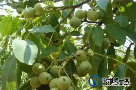 禹州文殊镇陈南村:脱贫村里的新产业 禹州文殊镇陈南村:脱贫村里的新产业