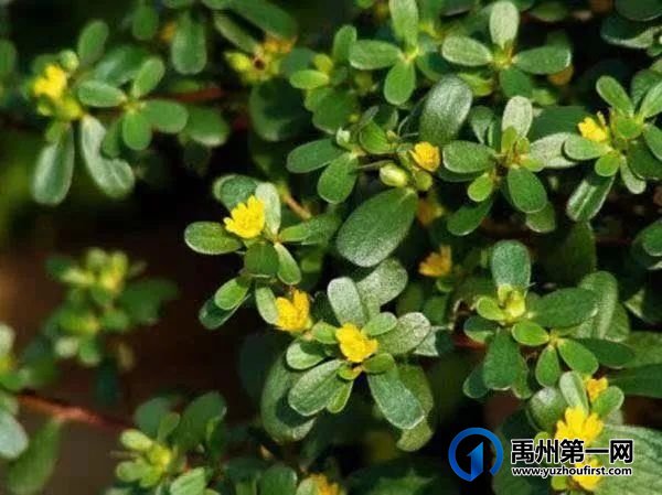 禹州又闻马食菜香 禹州又闻马食菜香