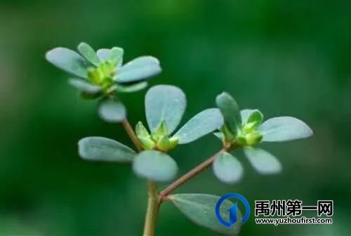禹州又闻马食菜香 禹州又闻马食菜香