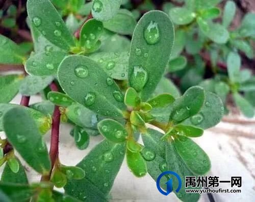 禹州又闻马食菜香 禹州又闻马食菜香