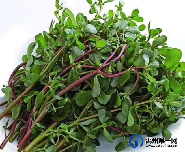禹州又闻马食菜香 禹州又闻马食菜香