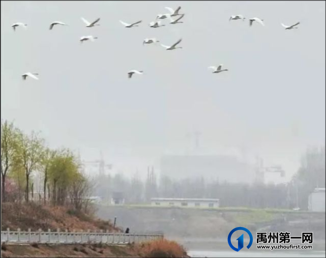 网传禹州的32只白天鹅被惊吓飞跑?官方回复来了... 网传禹州的32只白天鹅被惊吓飞跑?官方回复来了...