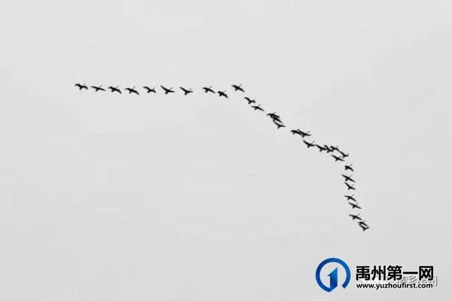 网传禹州的32只白天鹅被惊吓飞跑?官方回复来了... 网传禹州的32只白天鹅被惊吓飞跑?官方回复来了...