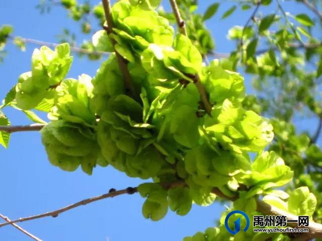 扩散周知!禹州农村遍地是宝!不知道的人却只当是...! 扩散周知!禹州农村遍地是宝!不知道的人却只当是...!