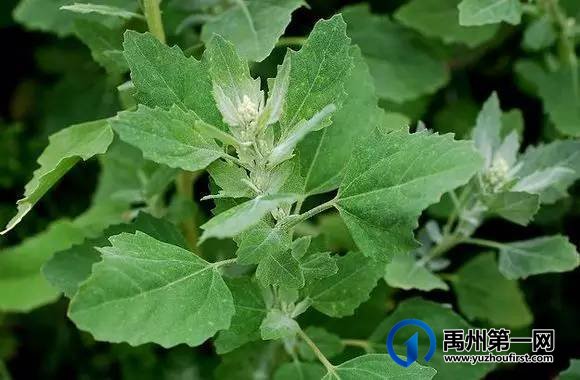 扩散周知!禹州农村遍地是宝!不知道的人却只当是...! 扩散周知!禹州农村遍地是宝!不知道的人却只当是...!