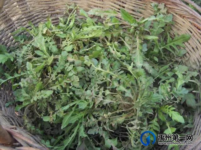 扩散周知!禹州农村遍地是宝!不知道的人却只当是...! 扩散周知!禹州农村遍地是宝!不知道的人却只当是...!