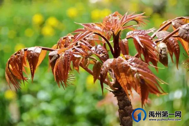 扩散周知!禹州农村遍地是宝!不知道的人却只当是...! 扩散周知!禹州农村遍地是宝!不知道的人却只当是...!