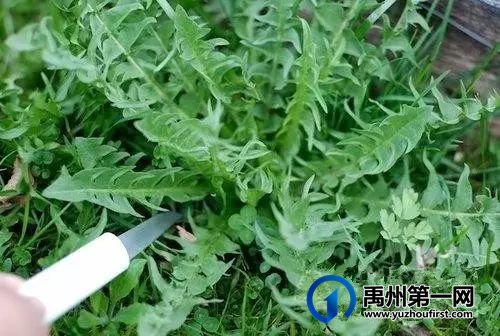 扩散周知!禹州农村遍地是宝!不知道的人却只当是...! 扩散周知!禹州农村遍地是宝!不知道的人却只当是...!