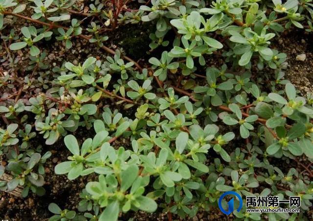 扩散周知!禹州农村遍地是宝!不知道的人却只当是...! 扩散周知!禹州农村遍地是宝!不知道的人却只当是...!