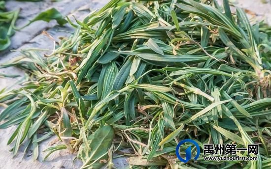 扩散周知!禹州农村遍地是宝!不知道的人却只当是...! 扩散周知!禹州农村遍地是宝!不知道的人却只当是...!